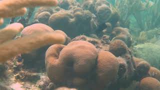 Sonidos del pez damisela  Grumpy Damselfish sounds 🔊 Natural Caribbean Reef Vieques 4k video [upl. by Nitfa817]