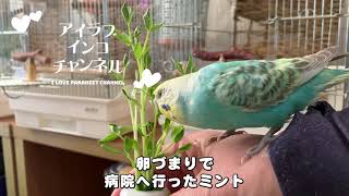 卵詰まりの自力産卵から２週間後の様子【セキセイインコ】 [upl. by Lightfoot912]