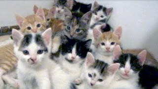 So many little kittens stare [upl. by Loss]