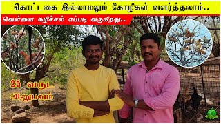 கொட்டகை இல்லாமலும் கோழிகள் வளர்த்தலாம்  வெள்ளை கழிச்சல் எப்படி வருகிறது  25 வருட அனுபவம் [upl. by Noevad]