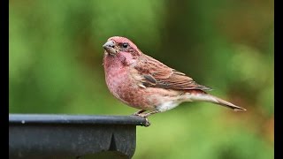 Purple Finch [upl. by Oinotla]