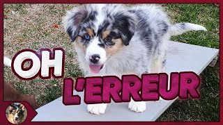 LERREUR À NE PAS COMMETTRE LORS DE LACCUEIL DU CHIOT [upl. by Aihsotal313]