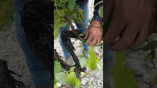 Explicación de formación viña viticultura vino campiña jerezana vegetacion cepa [upl. by Esaj213]