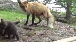 Fox and her kits at Rockwood Lodge  HD [upl. by Kurr]