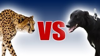 Cheetah vs Greyhound  Worlds Fastest Dog In Super Slow Motion  Slo Mo 29  Earth Unplugged [upl. by Petronille]