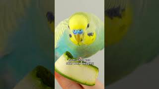 parakeet VS vegetable [upl. by Lukasz]