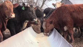 Integrity Farms stocker cattle program [upl. by Racso]