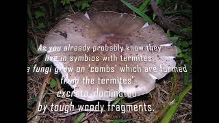 Termitomyces Termite fungus and why people usually fail when keeping macrotermitinae [upl. by How]