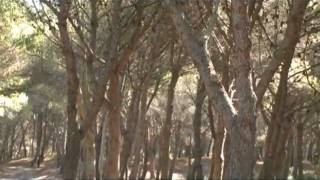 Foreste d Italia  DOCUMENTARIO ISPRA [upl. by Dichy]