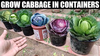 Grow Cabbage From Seeds  SEED TO HARVEST [upl. by Nikita]