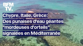 Chypre Italie Grèce des punaises deau géantes quotmordeuses dorteilsquot signalées en Méditerranée [upl. by Anitap]