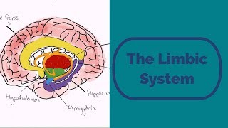 The Limbic System [upl. by Yekcim]