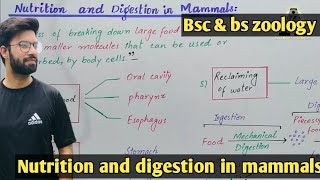 Nutrition and digestion in mammals class bsc and bs zoology [upl. by Kirrad744]