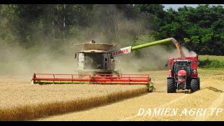 FULL HD Moisson  Lexion 770TT amp MF 7620 avec transbordeur interbenne 25 [upl. by Gweneth924]