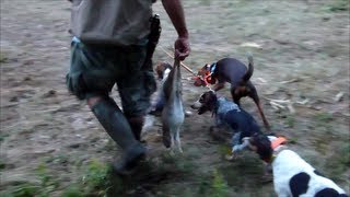 Beagle Boys Rabbit Hunting  Running a Rabbit to Death 82913 [upl. by Euqilegna]