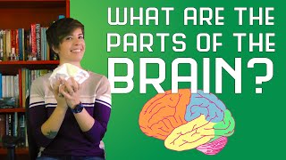 What are the Parts of the Brain [upl. by Ocsinarf]