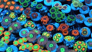 Zoanthid Identification  35 Different Types  CloseUp 4k Ultra HD [upl. by Nyre]