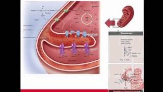 السلسلة التنفسية Respiratory Chain والفسفتة الأكسدية Oxidative Phosphorylation  كيمياء حيوية 1 [upl. by Kyriako]