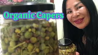 Preserving Organic Capers Simple easy methods to store and enjoy organic capers [upl. by Flanigan]