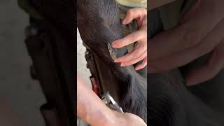 Chestnut trimming asmr horse farrier equestrian foryou horsecare [upl. by Thor]