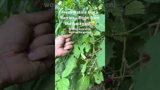 Doesn’t get much fresher than that… eaten practically off the stem🤣 gardening newengland organic [upl. by Dasi936]