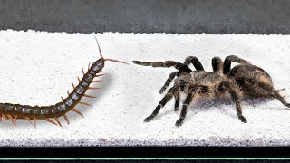 EPIC BATTLE Big Spider vs Centipede [upl. by Oyr204]