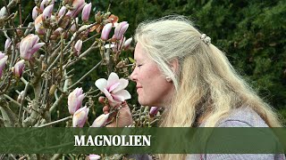 Magnolien  Alles über Sorten Ansprüche und Pflege [upl. by Aerdnek]