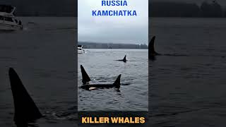 Killer Whales in Kamchatka Stunning Aerial Views of Orcas in Russias Wild Wilderness [upl. by Ecydnarb41]