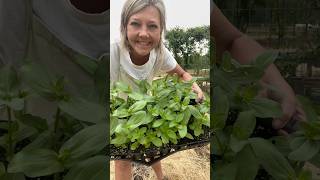 Planting Floret Collections gardening zinnias celosia flowers flowerfarming [upl. by Leibarg]