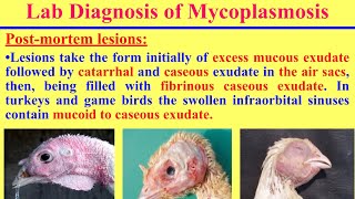 سلسلة تشخيص الامراض البكتيرية فى الدواجن 3 مرض الميكوبلازماDiagnosis of Avian Mycoplasmosis [upl. by Auqenahs312]