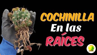 ¿Cómo limpiamos nuestras plantas de las cochinillas en las raíces cactus plantas suculentas [upl. by Zeke]