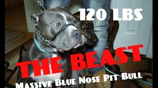 Massive Blue Nose Pit Bull Fights Authority  Dog Whisperer BIG CHUCK MCBRIDE SafeCalm Dog Collars [upl. by Einalem]