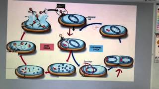 Lytic and lysogenic cycles [upl. by Abbotsen]