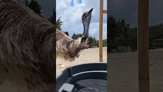 Ever wondered how emus drink 🤔 shorts emu notapet alveus alveussanctuary twitch [upl. by Seton]