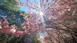 ❰2024台灣台中市❱武陵農場 櫻花季 桜 さくら [upl. by Lebiram]