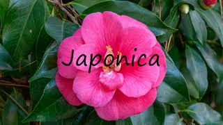 How to Pronounce Japonica [upl. by Akinod584]