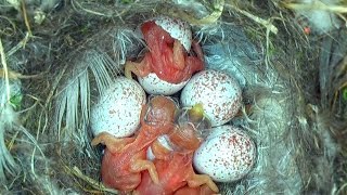 Tiny Woodland Bird Cyanistes Caeruleus Hatches out from an egg [upl. by Kreit]