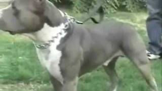 American Bully  wwwAmericanBullycom [upl. by Aivatra]