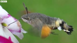 Hummingbird moths colonise UK BBC News [upl. by Netsud163]