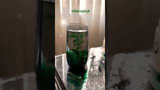 chlorophyll coffeesali coffee drink chlorophyll shorts shortvideo [upl. by Ansaev]