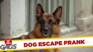 Dog Escape Prank [upl. by Ruon]