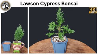 Lawson Cypress Bonsai  Chamaecyparis Lawsoniana Elwoodii [upl. by Isnan]