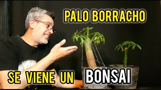 ⚠ COMO HACER UN BONSAI DE PALO BORRACHO BAJAR RAMAS CON ALAMBRADO [upl. by Ribaj]