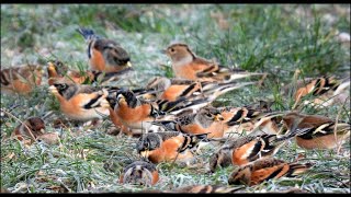 Bramblings  Hazleton Glos 06012022 [upl. by Dadelos236]