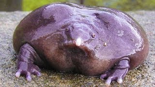 WEIRD PURPLE FROG [upl. by Ibrek688]