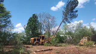 Tommys Toy Box Trucks Rolling out and Closeup view of Pulpwood felling [upl. by Rich]