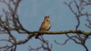 Song Thrush Bird Singing in January [upl. by Harwilll]