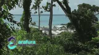 ARAFURA MARINE CULTURE [upl. by Ocirnor362]