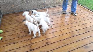 11 week old English Setter puppies on point [upl. by Ho]