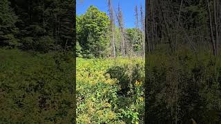 Light wind in the northwoods of wisconsin short [upl. by Pandora]